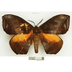/filer/webapps/moths/media/images/S/scutaea_Acrojana_AM_NHMUK_01.jpg