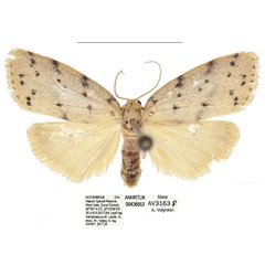 /filer/webapps/moths/media/images/A/africana_Spatulosia_AF_ANHRT_01.jpg