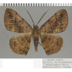 /filer/webapps/moths/media/images/H/humbloti_Cabera_AM_ZSM.jpg