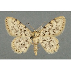 /filer/webapps/moths/media/images/P/pulveraria_Idaea_AM_TMSA_01.jpg