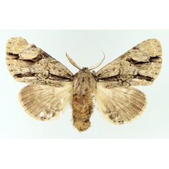 /filer/webapps/moths/media/images/F/fasciata_Thiacidas_AM_TMSA_01.jpg