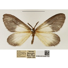 /filer/webapps/moths/media/images/P/pygmaea_Staphylinochrous_AM_NHMUK_01.jpg