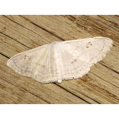 /filer/webapps/moths/media/images/C/centrophora_Somatina_A_Braun.jpg