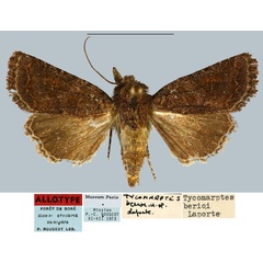 /filer/webapps/moths/media/images/B/berioi_Tycomarptes_AT_MNHN.jpg