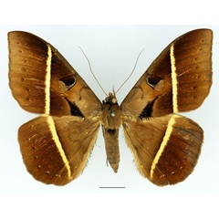 /filer/webapps/moths/media/images/J/joa_Cyligramma_A_Basquin_02.jpg