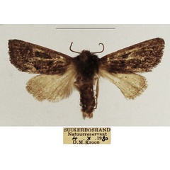 /filer/webapps/moths/media/images/F/fumea_Ulochlaena_AM_TMSA_03.jpg