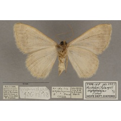 /filer/webapps/moths/media/images/N/nepheloperas_Scopula_PTF_OUMNHb_02.jpg