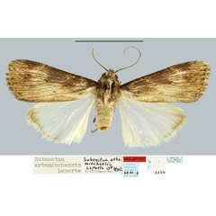 /filer/webapps/moths/media/images/A/arbaminchensis_Subnoctua_HT_MNHN.jpg