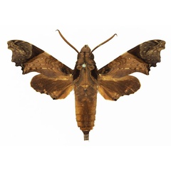 /filer/webapps/moths/media/images/W/wollastoni_Temnora_AM_Basquin_01a.jpg