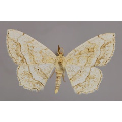 /filer/webapps/moths/media/images/A/albida_Scopula_A_ZSM_01.jpg