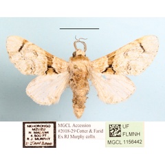 /filer/webapps/moths/media/images/S/senex_Thiacidas_A_MGCLa_01.jpg