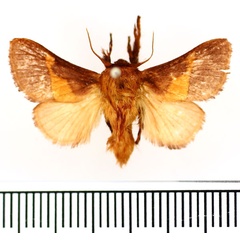 /filer/webapps/moths/media/images/C/cinnamomarea_Latoia_AM_BMNH.jpg