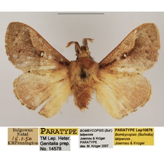 /filer/webapps/moths/media/images/L/latipennis_Bombycopsis_PTM_TMSA_01.jpg