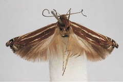 Polyhymno albifulvella