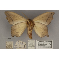 /filer/webapps/moths/media/images/H/heterogyna_Epicampoptera_PL_OUMNHb_02.jpg