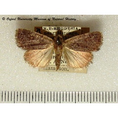 /filer/webapps/moths/media/images/P/poliostrota_Athetis_A_OUMNH.jpg