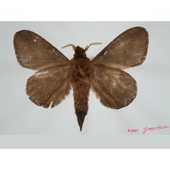 /filer/webapps/moths/media/images/G/guineanum_Streblote_AM_Albertb_01.jpg