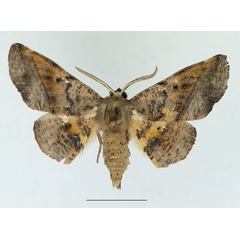 /filer/webapps/moths/media/images/P/percnopus_Euexia_AF_TMSA.jpg