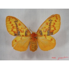 /filer/webapps/moths/media/images/M/mirifica_Chrysopsyche_AF_Alberta_04.jpg