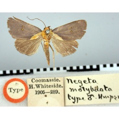 /filer/webapps/moths/media/images/M/molybdota_Negeta_HT_BMNH.jpg