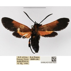 /filer/webapps/moths/media/images/B/basalis_Netrocera_AF_NHMUK.jpg