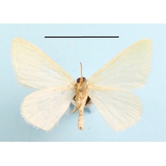 /filer/webapps/moths/media/images/C/cohaerens_Neromia_A_MGCLb_01.JPG