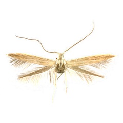 /filer/webapps/moths/media/images/E/etoshae_Coleophora_HT_ZMHB.jpg
