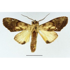 /filer/webapps/moths/media/images/P/persimilis_Stemmatophalera_AM_Basquin_02.jpg