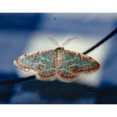 /filer/webapps/moths/media/images/B/biornata_Allochrostes_A_Roland_01.jpg
