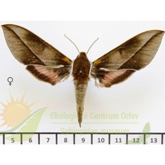 /filer/webapps/moths/media/images/M/meridionalis_Chaerocina_AF_SMCR_02.jpg