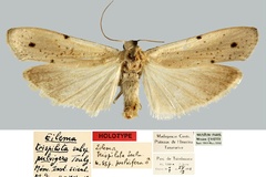 Eilema pulvigera
