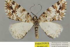Ectropis superuncina