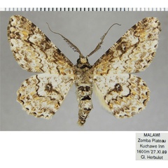 /filer/webapps/moths/media/images/P/pavlitzkiae_Cleora_AM_ZSMa.jpg