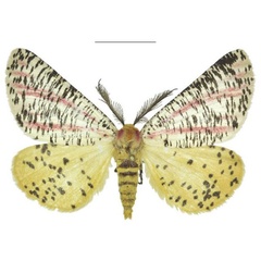 /filer/webapps/moths/media/images/S/smithi_Nothabraxas_PTM_ANHRT.jpg