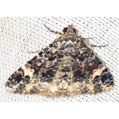 /filer/webapps/moths/media/images/R/rubripuncta_Metachrostis_A_Braun_03.jpg