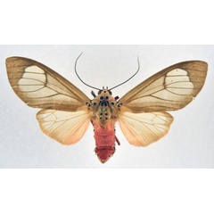 /filer/webapps/moths/media/images/R/roseomarginata_Amerila_AF_NHMO.jpg