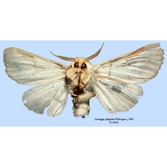 /filer/webapps/moths/media/images/E/ephippiata_Sirenopyga_HT_SNHMb.jpg