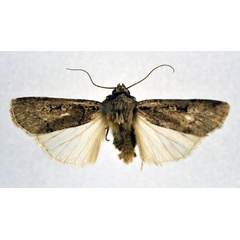 /filer/webapps/moths/media/images/M/medioatra_Agrotis_A_NHMO.jpg