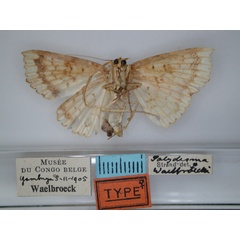 /filer/webapps/moths/media/images/W/waelbroecki_Blasticorhinus_AT_RMCA_02.jpg