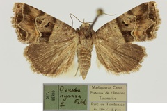 Ozarba nyanza