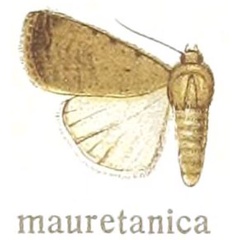 /filer/webapps/moths/media/images/M/mauretanica_Caradrina_ST_Draudt_21e.jpg