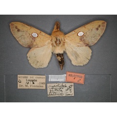 /filer/webapps/moths/media/images/F/fontainei_Pachymetana_HT_RMCA_01.jpg