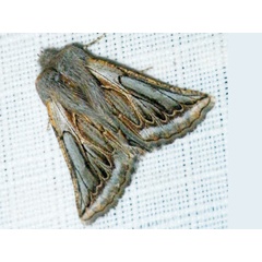 /filer/webapps/moths/media/images/I/inaequalis_Drepanogynis_A_Liebenberg_02.jpg