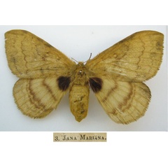 /filer/webapps/moths/media/images/M/mariana_Bombyx_HT_NHMUKa.jpg