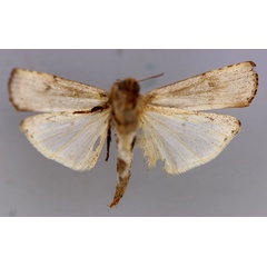 /filer/webapps/moths/media/images/O/ochroprocta_Lophotarsia_A_RMCA_04.jpg