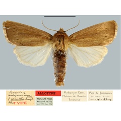 /filer/webapps/moths/media/images/C/cannella_Sesamia_AT_MNHN.jpg