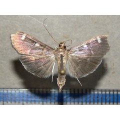 /filer/webapps/moths/media/images/O/ovialis_Syllepte_A_Goff_02_dtjooZv.jpg