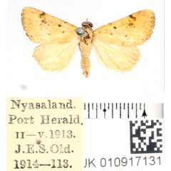 /filer/webapps/moths/media/images/S/straminea_Antarchaea_AM_BMNH.jpg