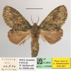 /filer/webapps/moths/media/images/A/albipuncta_Epimetula_A_MGCLa_01.JPG