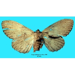 /filer/webapps/moths/media/images/W/wahlbergi_Craspia_HT_SNHMb.jpg